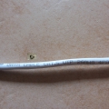Bild 6 von Cat.5 UTP Patchkabel, zirka 1,10m weißgrau