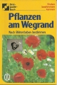 Pflanzen am Wegrand, finden, kennen